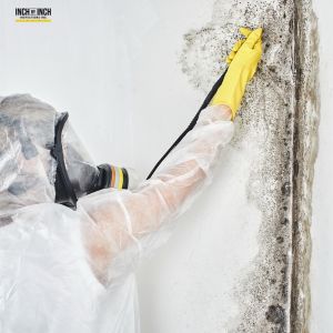 Mold removal services in Halton Hills