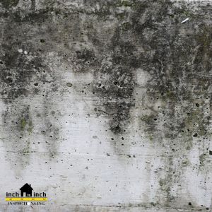 mold removal toronto