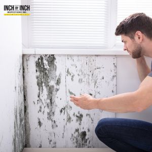 mold removal toronto