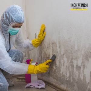 mold removal toronto