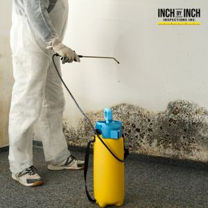 mold removal toronto
