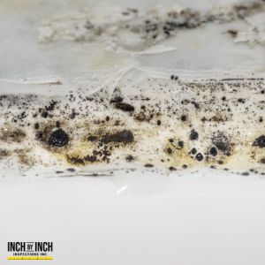 mold removal toronto