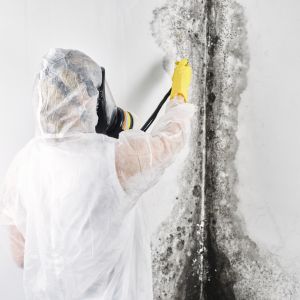 5 Signs Your Home Needs Mold Removal ASAP