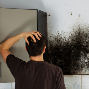 signs of mold in home 